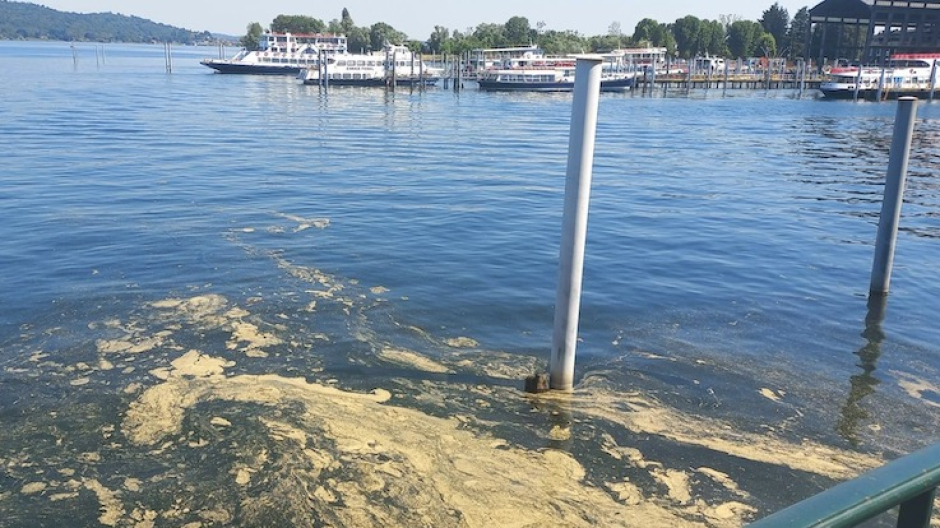 Arona, alghe diatomee nel lago: sono innocue